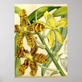 Tiger Orchid Unique Poster Decor