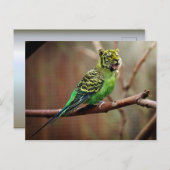 Tiger Parakeet Briefkaart (Voorkant / Achterkant)