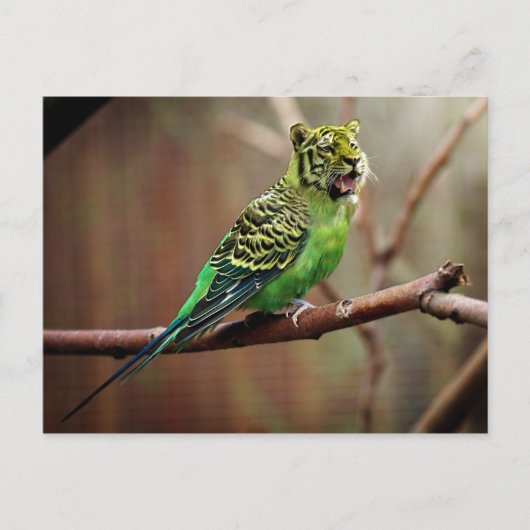 Tiger Parakeet Briefkaart (Voorkant)