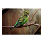 Tiger Parakeet Perfect Poster (Voorkant)