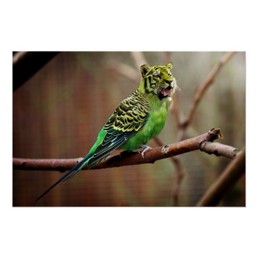 Tiger Parakeet Perfect Poster (Voorkant)