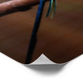 Tiger Parakeet Poster (Hoek)