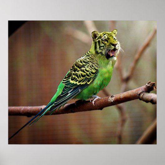Tiger Parakeet Poster (Voorkant)