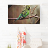 Tiger Parakeet Spandoek (Insitu)