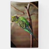 Tiger Parakeet Spandoek (Verticaal)