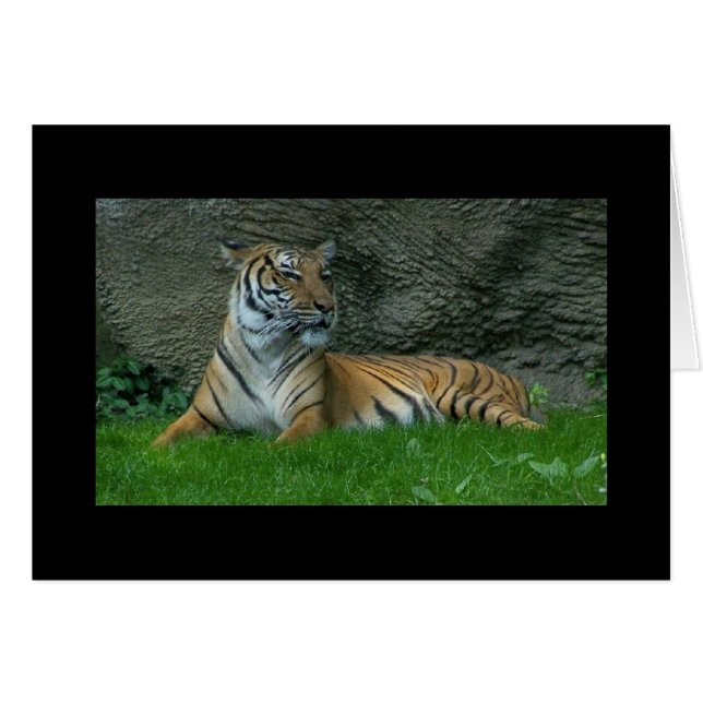 Tiger Paws (Voorkant Horizontaal)