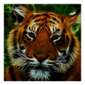 TIGER PERFECT POSTER (Voorkant)