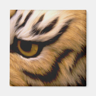 Tiger Photo Square Magnet Magneet