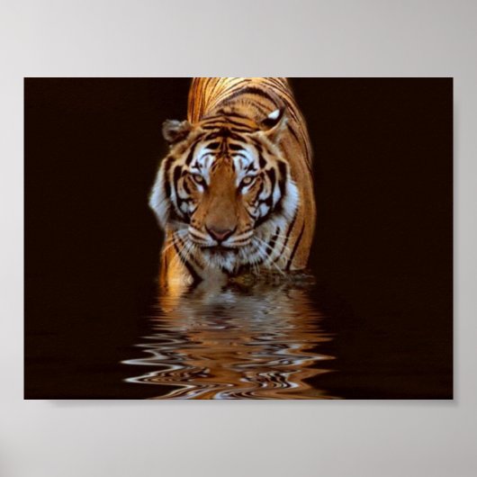 TIGER POSTER (Voorkant)