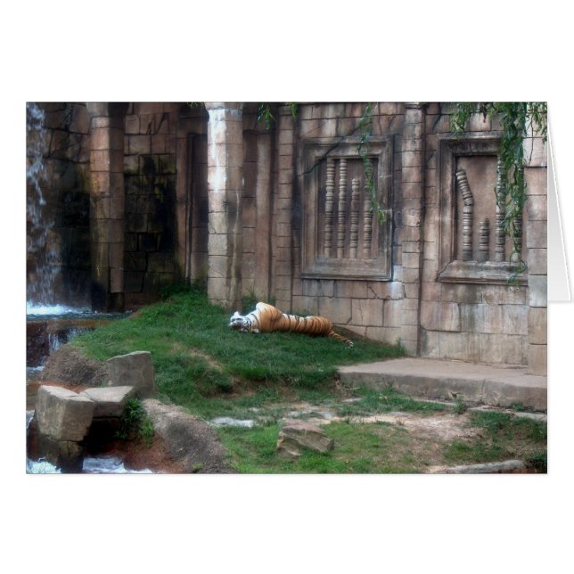 Tiger Roll (Voorkant Horizontaal)