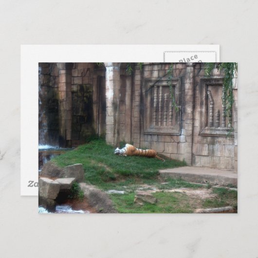 Tiger Roll Briefkaart (Voorkant / Achterkant)