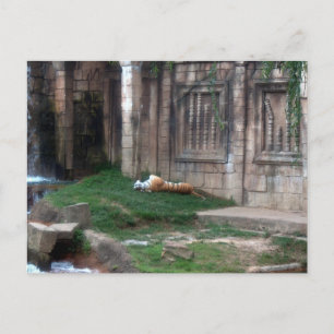 Tiger Roll Briefkaart