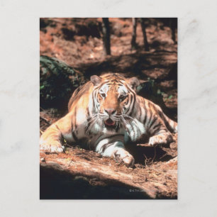 Tiger rust briefkaart