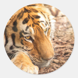 Tiger rust ronde sticker