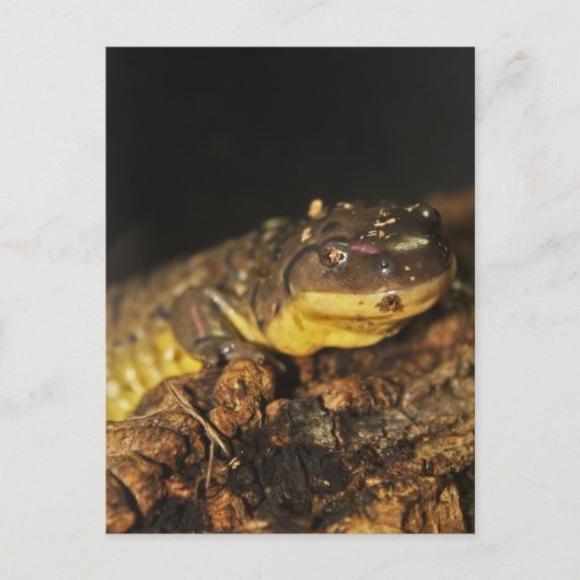 Tiger Salamander Briefkaart (Voorkant)