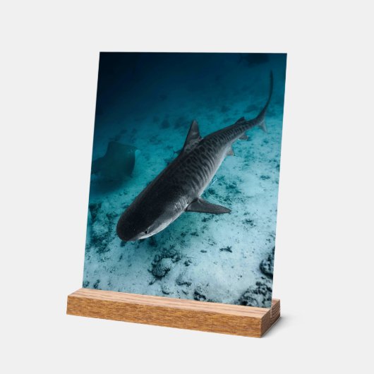Tiger Shark Photographie sous-marine Scène océaniq (Angle)