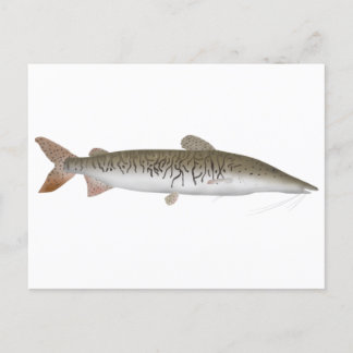 Tiger Shovelnose Catfish Briefkaart