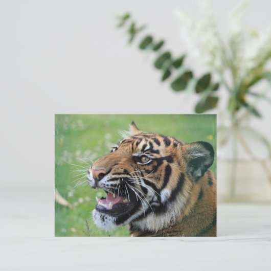 Tiger Showing Teeth Briefkaart (Staand voorkant)
