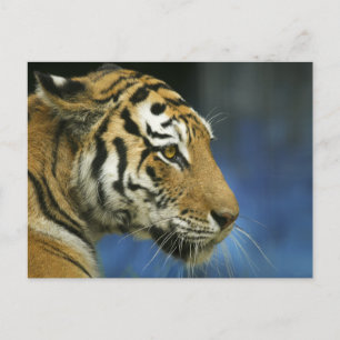 Tiger Sideways close-up foto Briefkaart