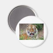 Tiger Smile Magneet (Voorkant / Achterkant)