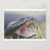 Tiger Snake Briefkaart (Voorkant)