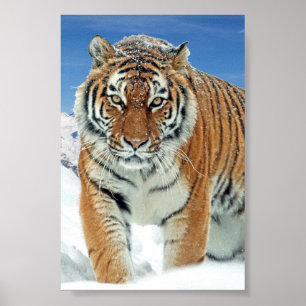 Tiger Snow Mountains Winter Foto Natuur Poster