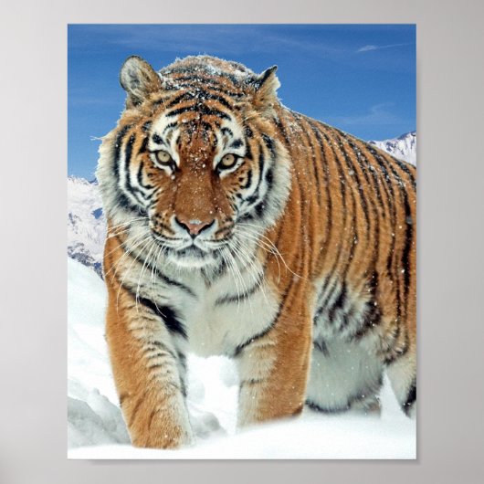Tiger Snow Mountains Winter Natuur Foto Poster (Voorkant)