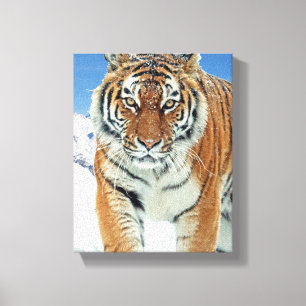Tiger Snow Mountains Winter Natuur Photo Canvas Afdruk