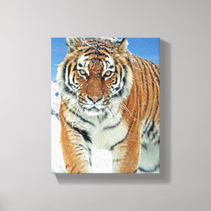 Tiger Snow Mountains Winter Natuur Photo Canvas Afdruk