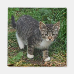 Tiger Striped Kitten Magnet Magneet
