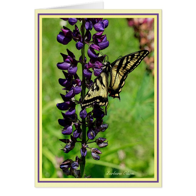 Tiger Swallowtail (Voorkant)