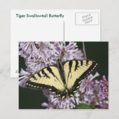 Tiger Swallowtail Briefkaart (Voorkant / Achterkant)