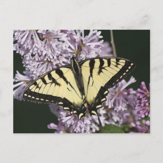Tiger Swallowtail Briefkaart (Voorkant)