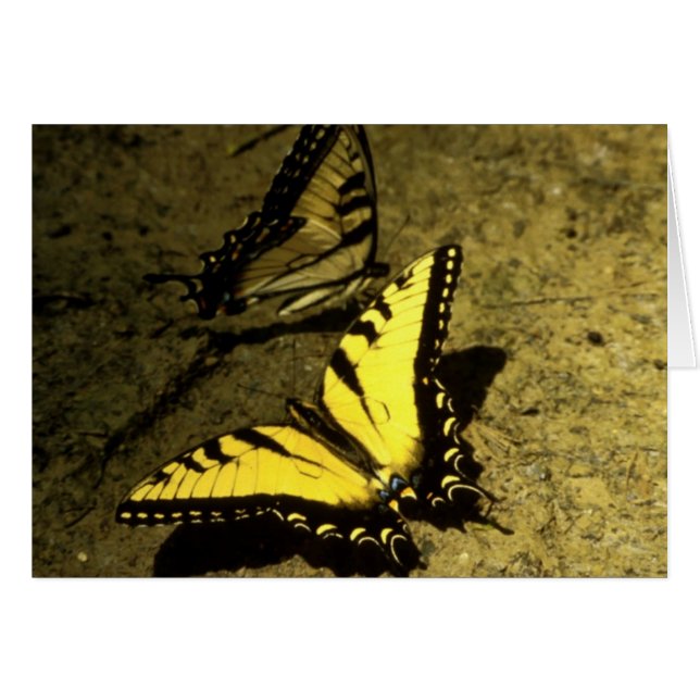 Tiger Swallowtail Butterflies (Voorkant Horizontaal)