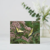 Tiger Swallowtail Butterflies over Joe Pye Weed Briefkaart (Staand voorkant)