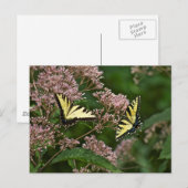 Tiger Swallowtail Butterflies over Joe Pye Weed Briefkaart (Voorkant / Achterkant)