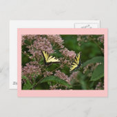 Tiger Swallowtail Butterflies over Joe Pye Weed Briefkaart (Voorkant / Achterkant)