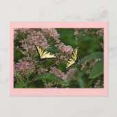 Tiger Swallowtail Butterflies over Joe Pye Weed Briefkaart (Voorkant)
