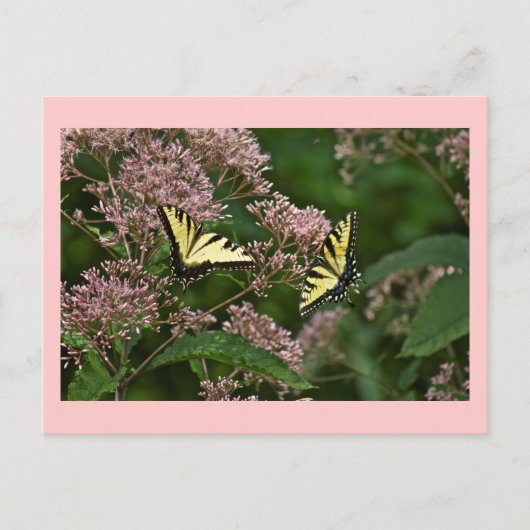 Tiger Swallowtail Butterflies over Joe Pye Weed Briefkaart (Voorkant)