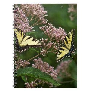 Tiger Swallowtail Butterflies over Joe Pye Weed Notitieboek