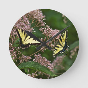 Tiger Swallowtail Butterflies over Joe Pye Weed Ronde Klok