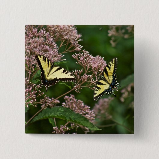 Tiger Swallowtail Butterflies over Joe Pye Weed Vierkante Button 5,1 Cm (Voorkant)