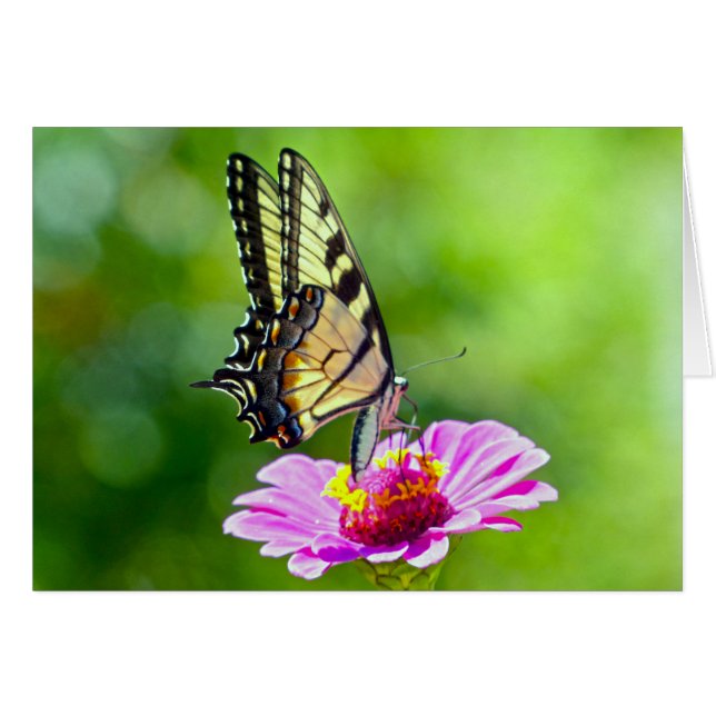 Tiger Swallowtail Butterfly (Voorkant Horizontaal)