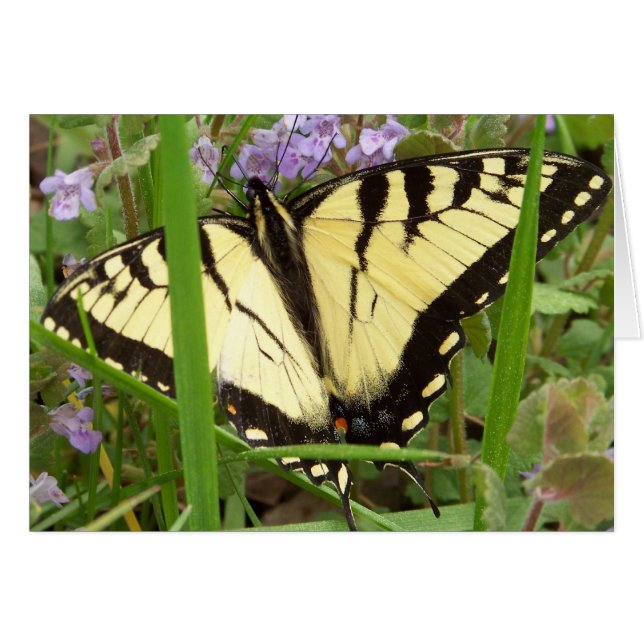Tiger Swallowtail Butterfly (Voorkant Horizontaal)