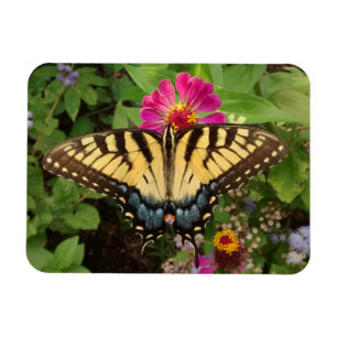 Tiger Swallowtail Butterfly 3"x4" Magnet Magneet
