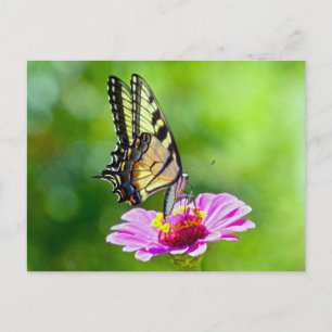 Tiger Swallowtail Butterfly Briefkaart