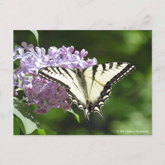 Tiger Swallowtail Butterfly Briefkaart (Voorkant)