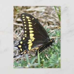 Tiger Swallowtail Butterfly Foto Briefkaart