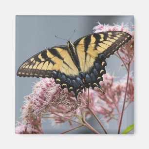 Tiger Swallowtail Butterfly op Roze bloem Magneet