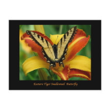 Tiger Swallowtail op Daylily